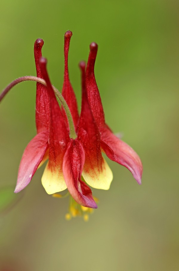 Canadian Columbine by Deb Oppermann